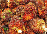 Harga Sawit Naik Menjadi Rp 3.631/Kg Berlaku Untuk Satu Minggu Kedepan