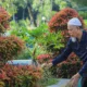 Walikota Dumai