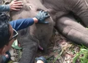 Tari Anak Gajah