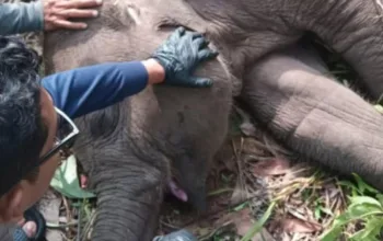 Tari Anak Gajah