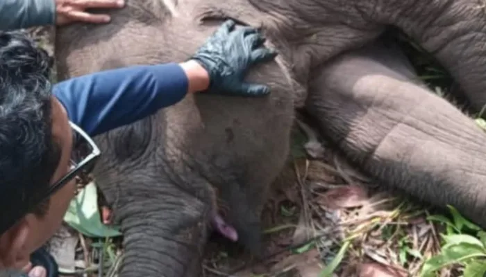 Tari, Anak Gajah Kesayangan Kapolda Riau Tewas di TNTN, Polda Riau Turunkan Tim Khusus