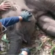 Tari Anak Gajah