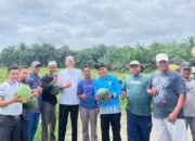 Hasilkan Semangka 50 Ton per Hektar, Wako Pasial Apresiasi Kelompok Tani Jadi Mulia