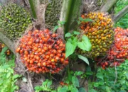 Turun Tipis, Segini Harga Buah Sawit Pekan ini