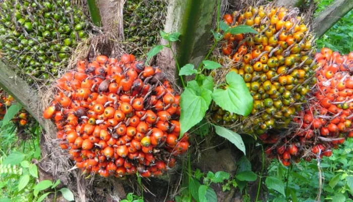 Turun Tipis, Segini Harga Buah Sawit Pekan ini