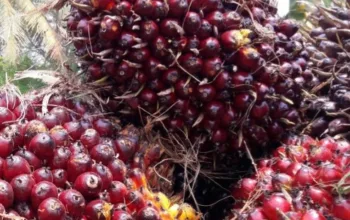 Harga Sawit Mitra Plasma di Riau Pekan ini Rp3.451 per Kg