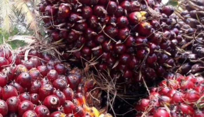 Harga Sawit Mitra Plasma di Riau Pekan ini Rp3.451 per Kg