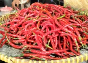 Banjir dan Longsor Sumatera Hambat Pasokan, Harga Cabai di Dumai Tembus Rp150 Ribu