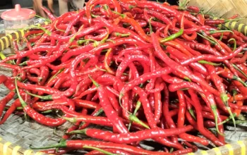 Banjir dan Longsor Sumatera Hambat Pasokan, Harga Cabai di Dumai Tembus Rp150 Ribu