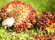 Harga TBS Hingga Pertengahan Januari 2026 Bikin Petani Sawit Riau Auto Tersenyum, Cek Berdasarkan Umurnya