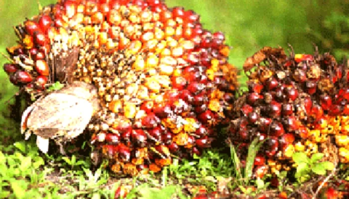 Harga TBS Hingga Pertengahan Januari 2026 Bikin Petani Sawit Riau Auto Tersenyum, Cek Berdasarkan Umurnya