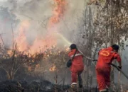 Awal Tahun, 1.041 Hektare Lahan di Riau Terbakar