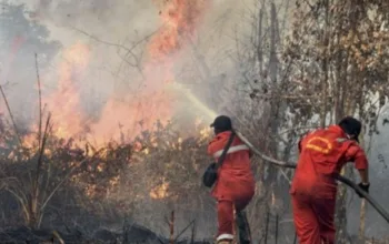 Awal Tahun, 1.041 Hektare Lahan di Riau Terbakar
