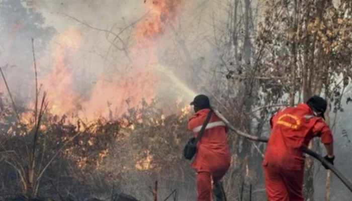 Awal Tahun, 1.041 Hektare Lahan di Riau Terbakar