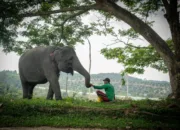 Harmoni di Tanah Balai Raja, Saat Sang Gajah dan Manusia Berbagi Ruang Kehidupan