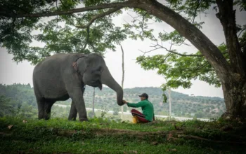 Harmoni di Tanah Balai Raja, Saat Sang Gajah dan Manusia Berbagi Ruang Kehidupan