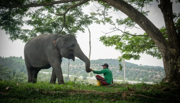 Harmoni di Tanah Balai Raja, Saat Sang Gajah dan Manusia Berbagi Ruang Kehidupan