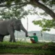 Harmoni di Tanah Balai Raja, Saat Sang Gajah dan Manusia Berbagi Ruang Kehidupan