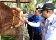 Sapi “Samson” Berbobot 950 Kg Asal Jayamukti Jadi Hewan Kurban Presiden Prabowo di Dumai