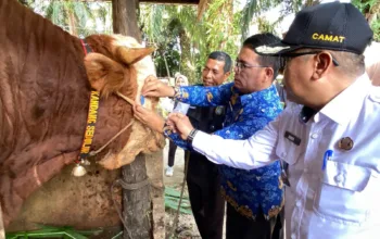 Sapi “Samson” Berbobot 950 Kg Asal Jayamukti Jadi Hewan Kurban Presiden Prabowo di Dumai