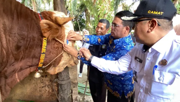 Sapi “Samson” Berbobot 950 Kg Asal Jayamukti Jadi Hewan Kurban Presiden Prabowo di Dumai
