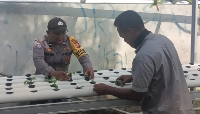 Bhabinkamtibmas Laksamana Aktif Dampingi Warga, Ketahanan Pangan Keluarga di Dumai Kota Kian Menguat