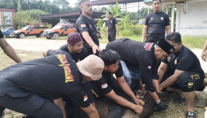 Satpol PP Dumai Sembelih 5 Hewan Kurban, Wakil Wali Kota Sugiyarto Harap Semangat Berbagi Terus Terjaga