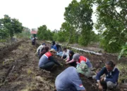 Dari Lahan Bekas Karhutla, Pertamina Patra Niaga Kilang Dumai Tumbuhkan Harapan Lewat Kopi Gambut