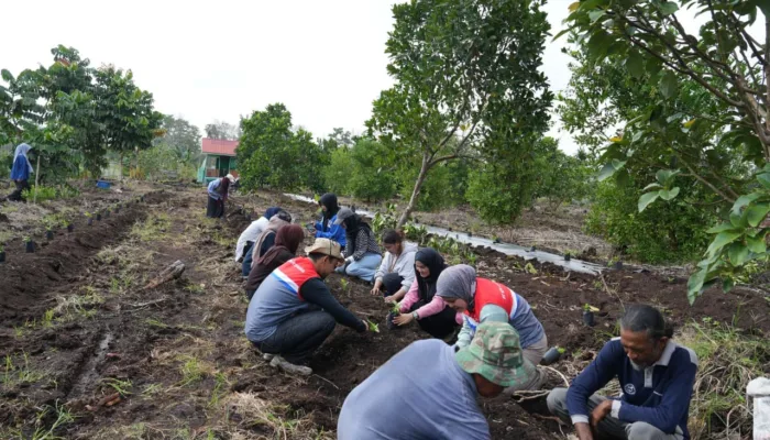 Dari Lahan Bekas Karhutla, Pertamina Patra Niaga Kilang Dumai Tumbuhkan Harapan Lewat Kopi Gambut