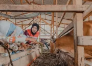 Dari Kandang Sapi ke Kebun Terong, Cara PHR Mengenalkan Alam kepada Anak-Anak