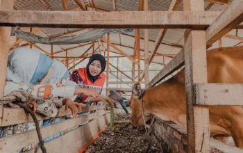 Dari Kandang Sapi ke Kebun Terong, Cara PHR Mengenalkan Alam kepada Anak-Anak